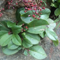 Talinum paniculatum (Jacq.) Gaertn.